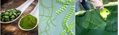 Avis ANSES Compléments Alimentaires à base de Spiruline