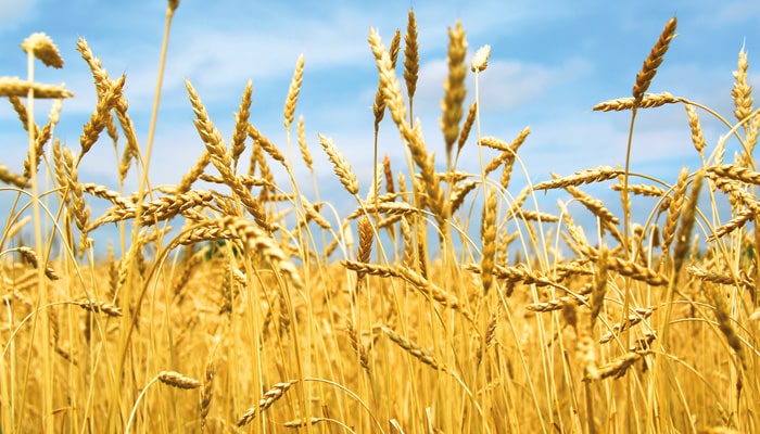 Phytocontrol amplía la validación de sus análisis de gluten