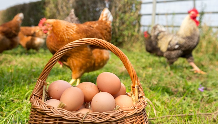 Accréditation Cofrac du Fipronil sur œufs et produits dérivés