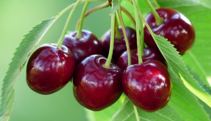 Prohibición del dimetoato en las cerezas frescas