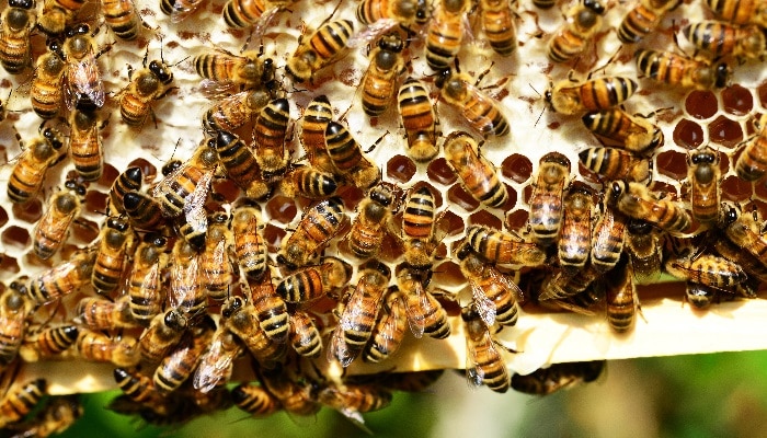 Prohibición de 3 neonicotenoides al aire libre