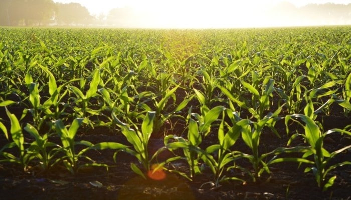 Nuevo Reglamento de Agricultura Ecologica (UE) 2018/848