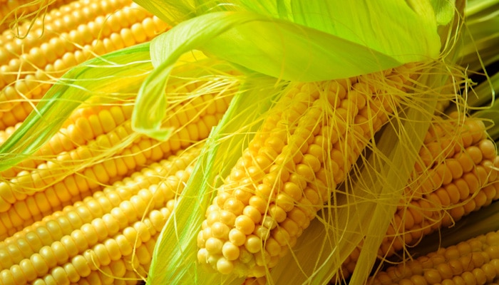 Nouvelle offre d&rsquo;analyses OGM