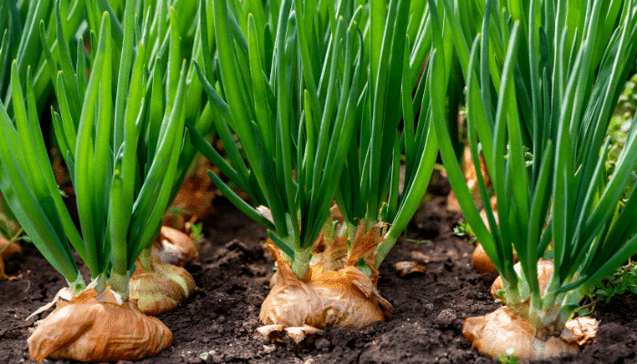 Phytocontrol pionnier dans l’analyse des dithiocarbamates par famille