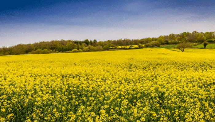 Extension of the tolerance period for 3 GMO oilseed rape varieties