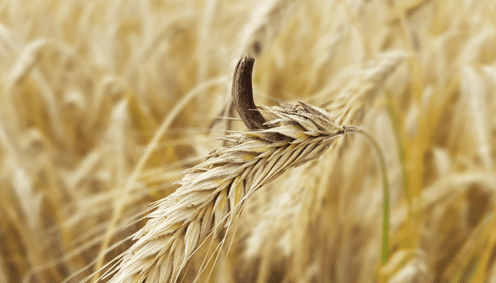Maîtrise des risques des alcaloïdes de l’ergot