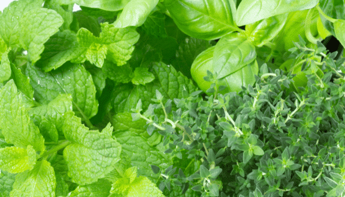 Alertes alimentaires Semaine 33