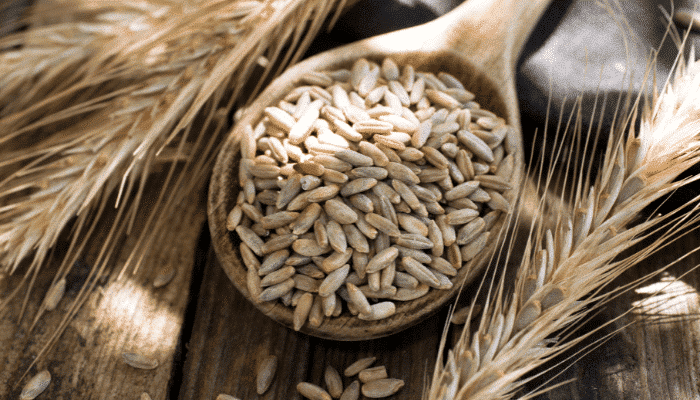 Nouvelles limites règlementaires pour les alcaloïdes de l’ergot