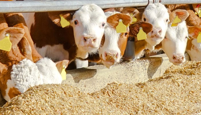 Phytocontrol, une référence pour la filière Feed