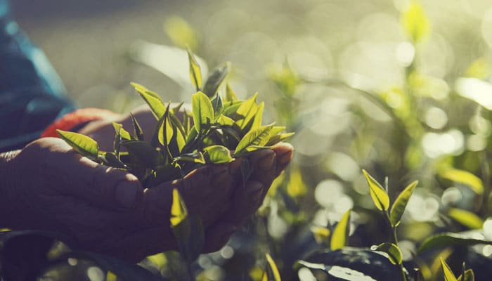 Journée mondiale de l&rsquo;alimentation 2022