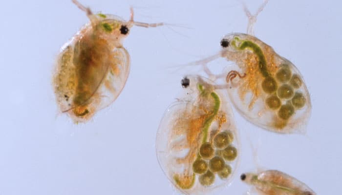 Analyse de la toxicité de l’eau sur la mobilité des Daphnies