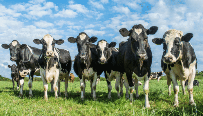 Publication du règlement UE 2025/1105 concernant les LMR du kétoprofène dans les aliments d’origine animale
