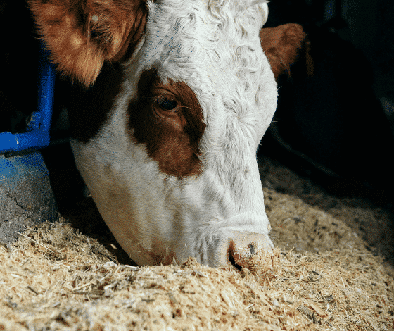 Alimentación animal