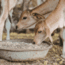 Alimentation animale