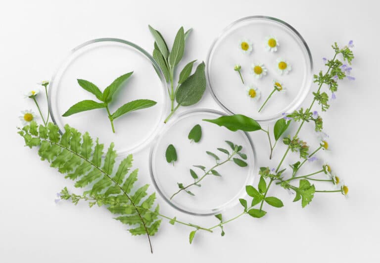 Microbiología de las plantas