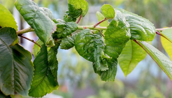 Le Dimpropyridaz rejoint notre offre Résidus de Pesticides