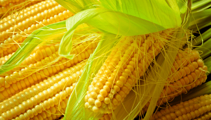 GMOs: 7 authorisations and 2 renewals