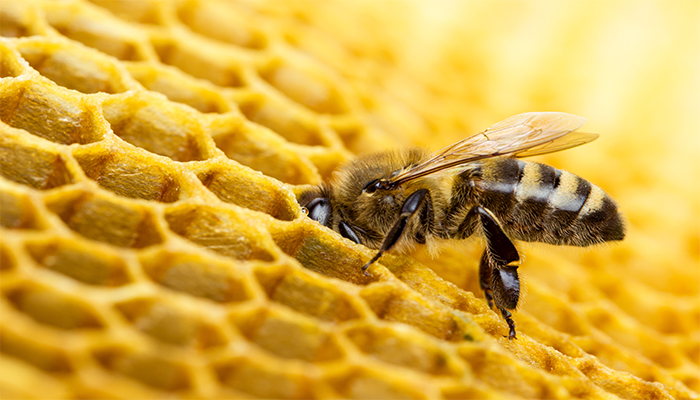 abeille et miel