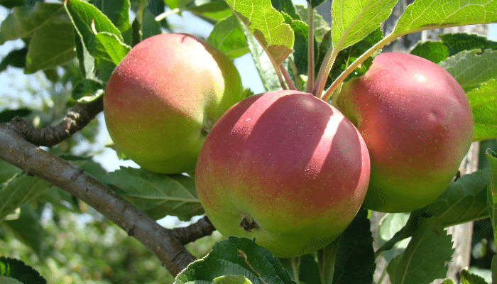 Pomme