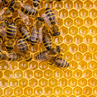 Productos de las abejas
