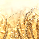 Cereals / Oilseeds / Oils