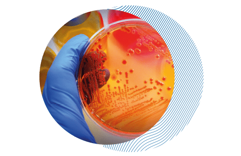 microbiologie alimentaire laboratoire phytocontrol