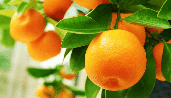 Oranges