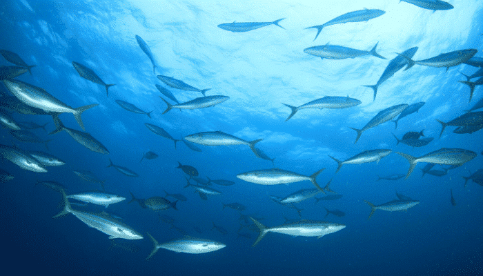 Poissons dans l'eau